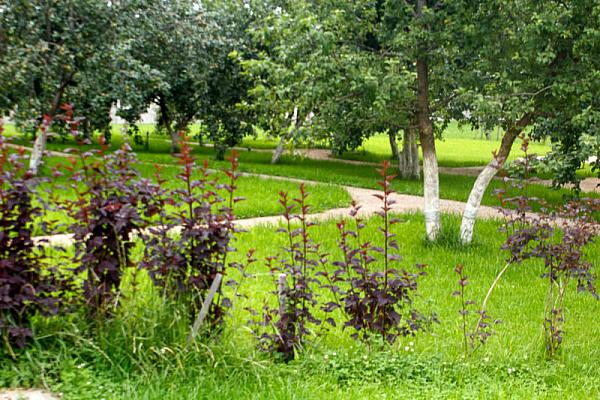 Дренажные дорожки в Яблоневом саду